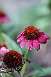 Close-up of pink flower