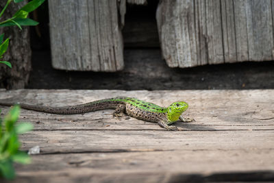 Close-up of lizard on wood