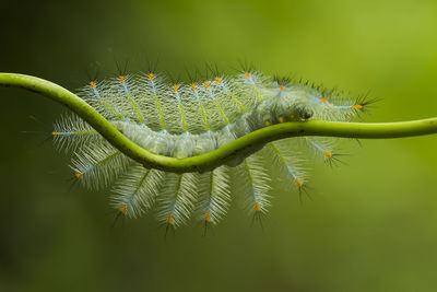 Close up fire caterpillar