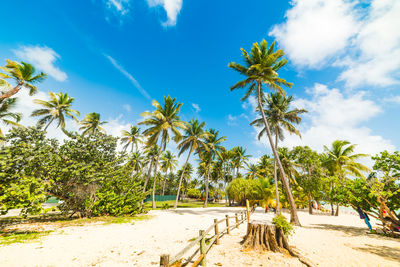 Palm trees on beach against blue sky