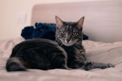 Portrait of cat lying on bed at home