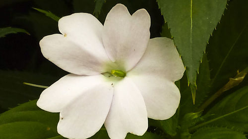 Close-up of white flowers