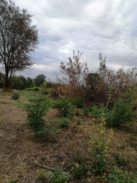 Plants growing on field against sky