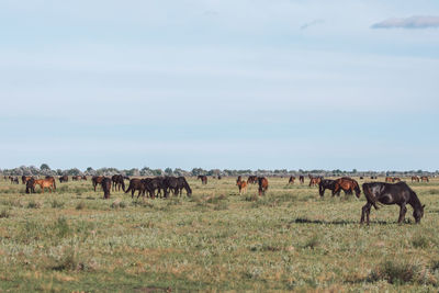 Horses in a field