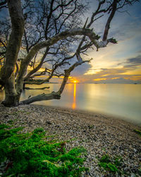 Scenic view of trees against sky during sunset