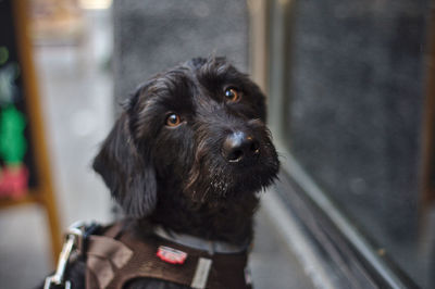 Portrait of dog looking away