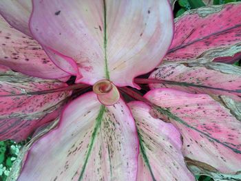 Full frame shot of pink lilies