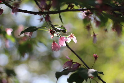 Close-up of pink cherry blossoms in spring