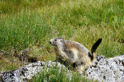 Side view of an animal on rock