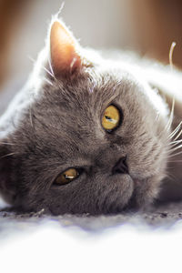 Close-up portrait of a cat