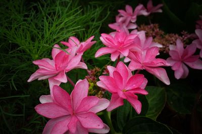 Close-up of pink flowering plants