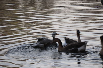 Ducks swimming in lake