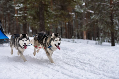 Dog running on snow covered land