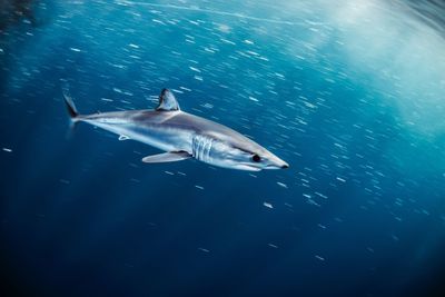 Shark swimming in sea