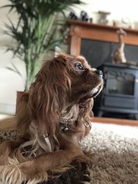 Dog looking away at home