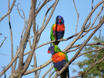 Low angle view of parrot perching on tree