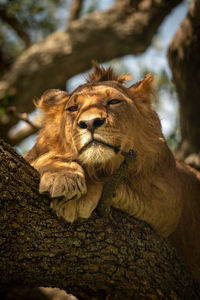 Male lion lies on branch staring down