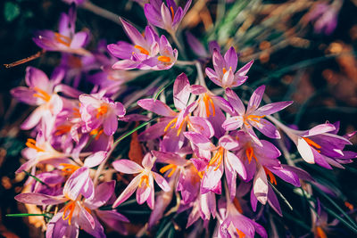 Close-up of pink flowering plant