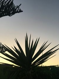 Low angle view of silhouette plants against sky