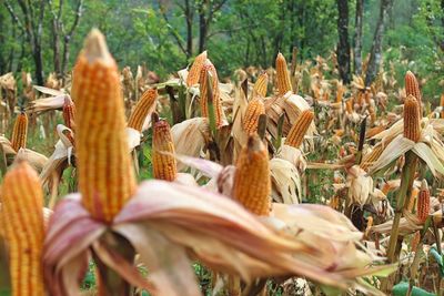 Close-up of flowering plants on field