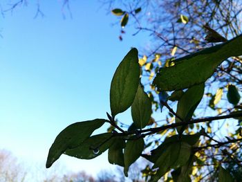 Low angle view of tree against sky