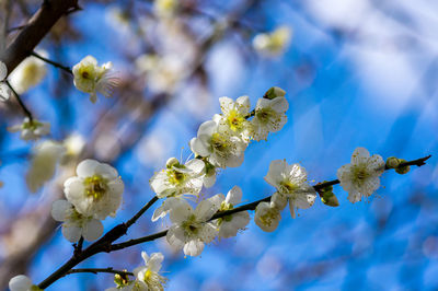 Low angle view of cherry blossoms in spring