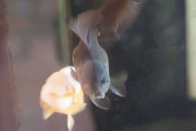 Close-up of fish swimming in sea