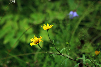 Close-up of yellow flowering plant