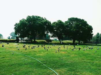 Cows grazing on grassy field
