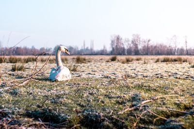 Close-up of bird on field against clear sky