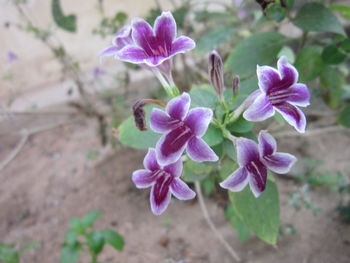 Close-up of purple flowers blooming