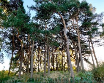 View of trees in forest