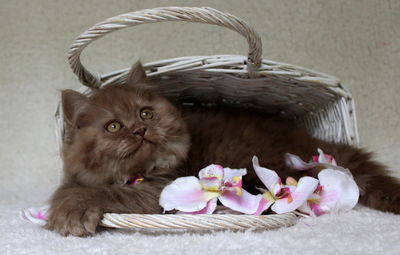 Close-up of kitten in basket