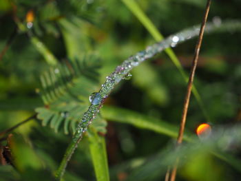 Close-up of water drops on plant