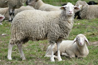 Sheep in a field