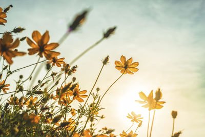 Close-up of flowering plant against sky