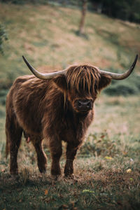 Highland cattle standing on field