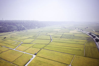 Scenic view of agricultural field against clear sky