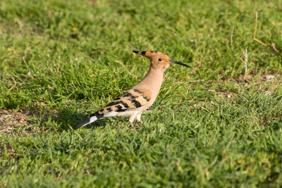 Side view of a bird on grass