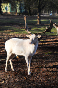 Deer standing on field