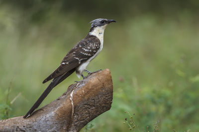 Close-up of bird perching on branch