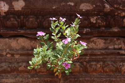 Close-up of plant