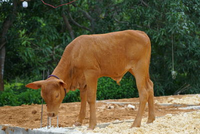 Side view of horse standing on field