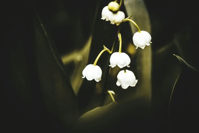 Close-up of white flowering plant