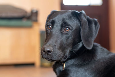 Head shot of a six month old pedigree black labrador puppy