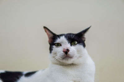 Close-up portrait of a cat against white background