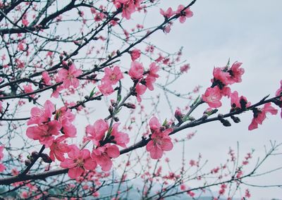 High section of cherry blossom against clear sky