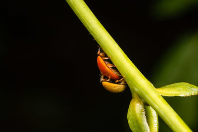 Close-up of insect on plant