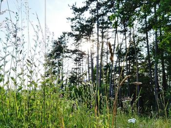 Plants growing on field