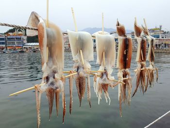 Squid drying in the sun in korea